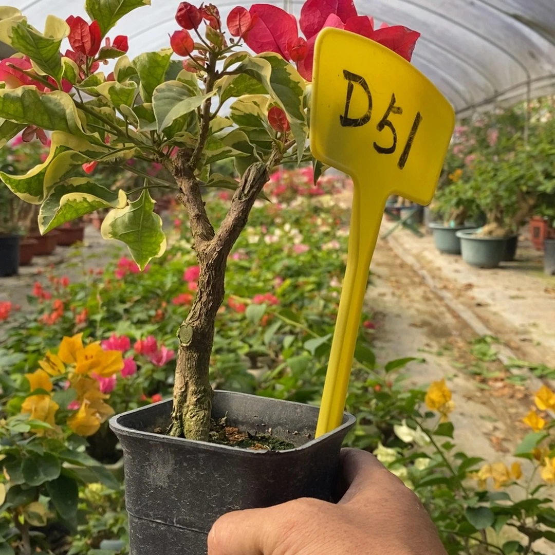 无花朵三角梅花叶红D51