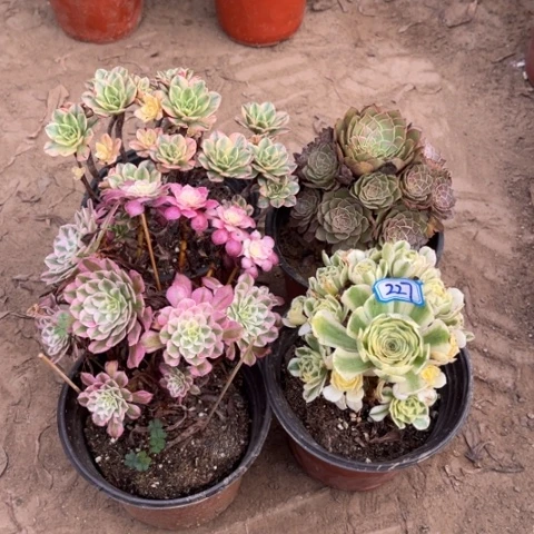 227多肉植物组合,