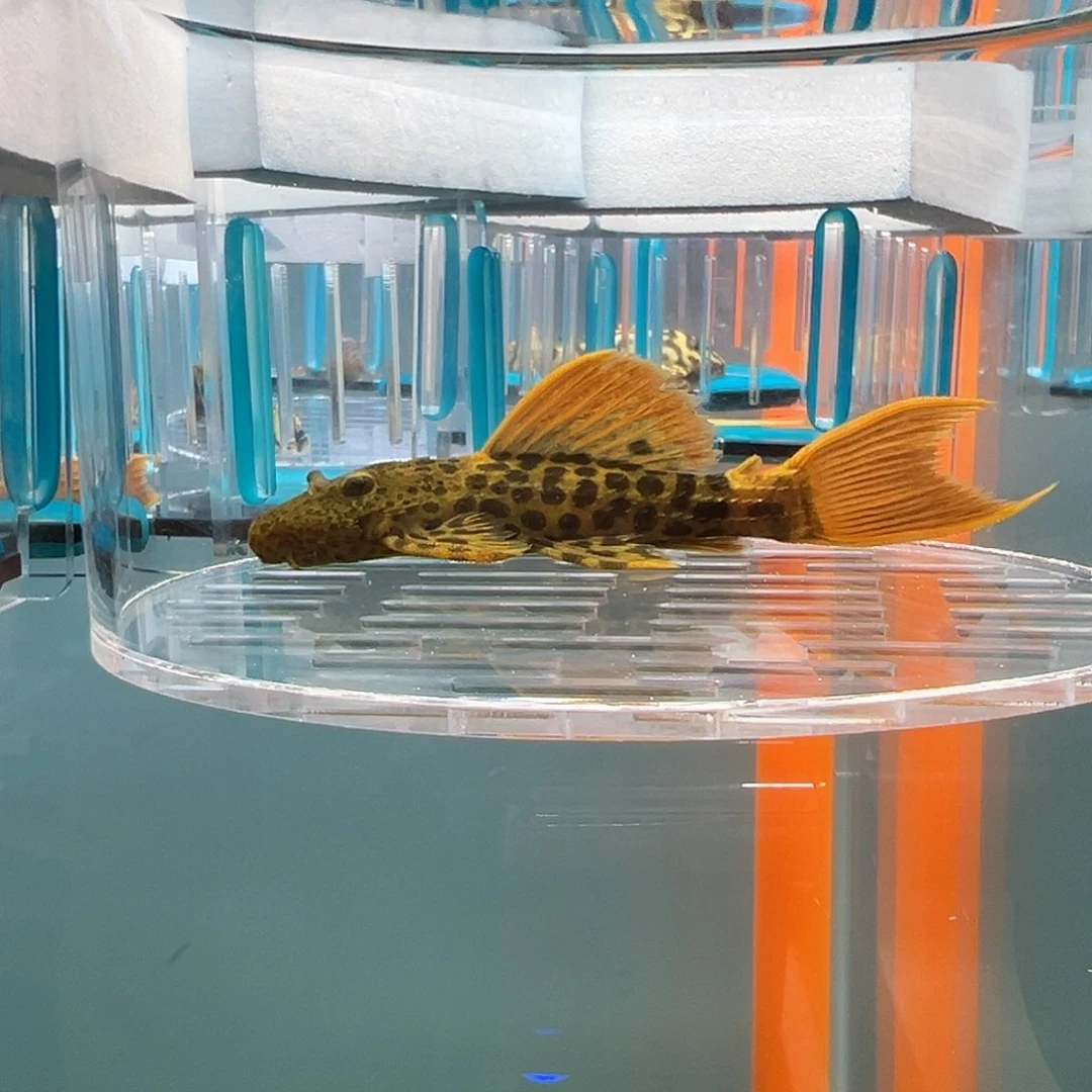 清道夫录完整开箱视频、入缸后不包损9.1