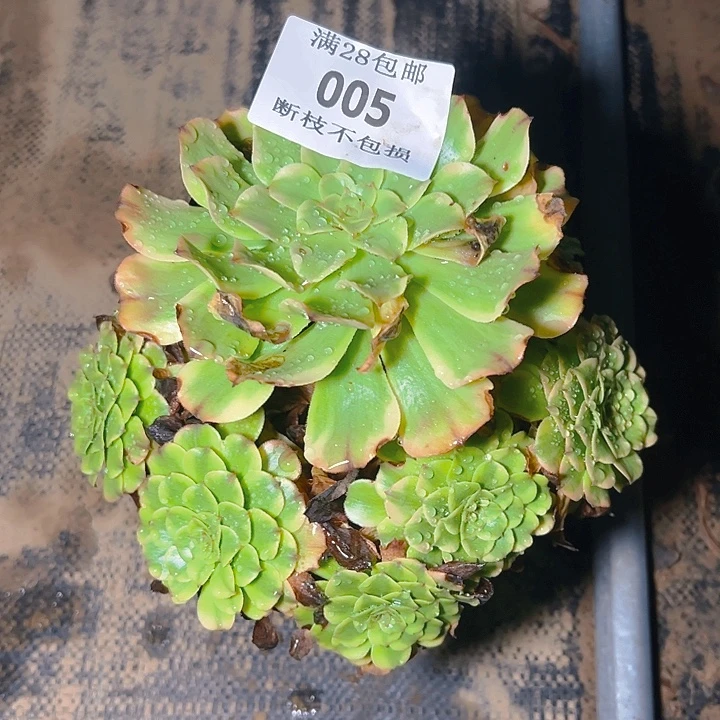 005粉体舞天姬多肉植物