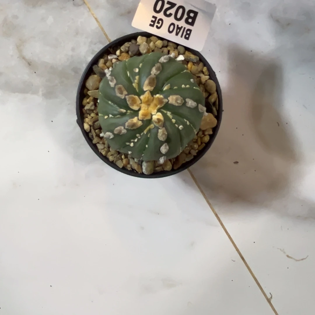 M***dB020号兜9.22仙人球