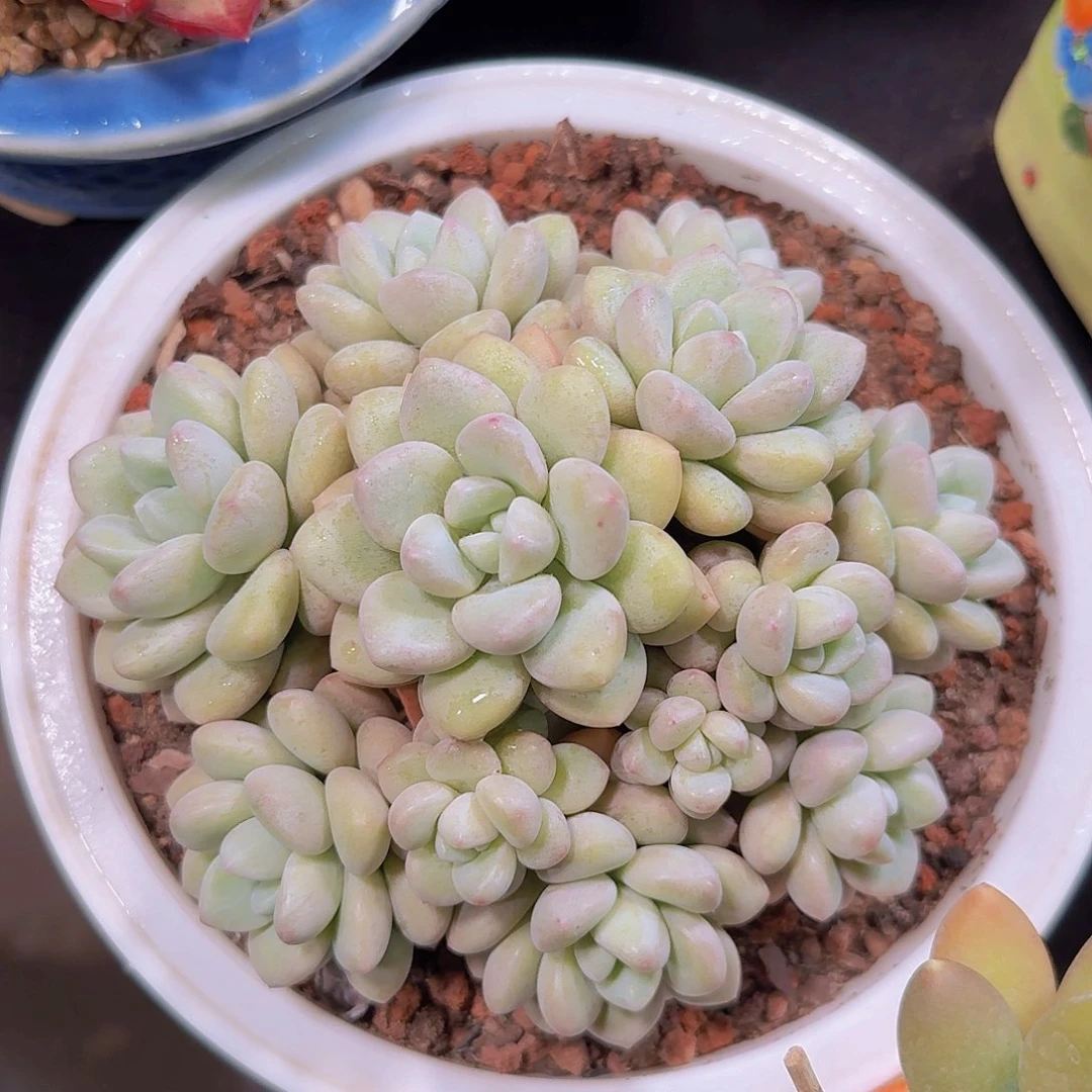 泡泡糖多肉一物一拍