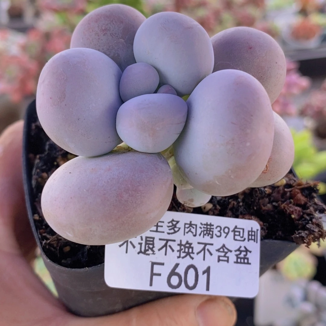 芭比奶洛5cm601多肉植物