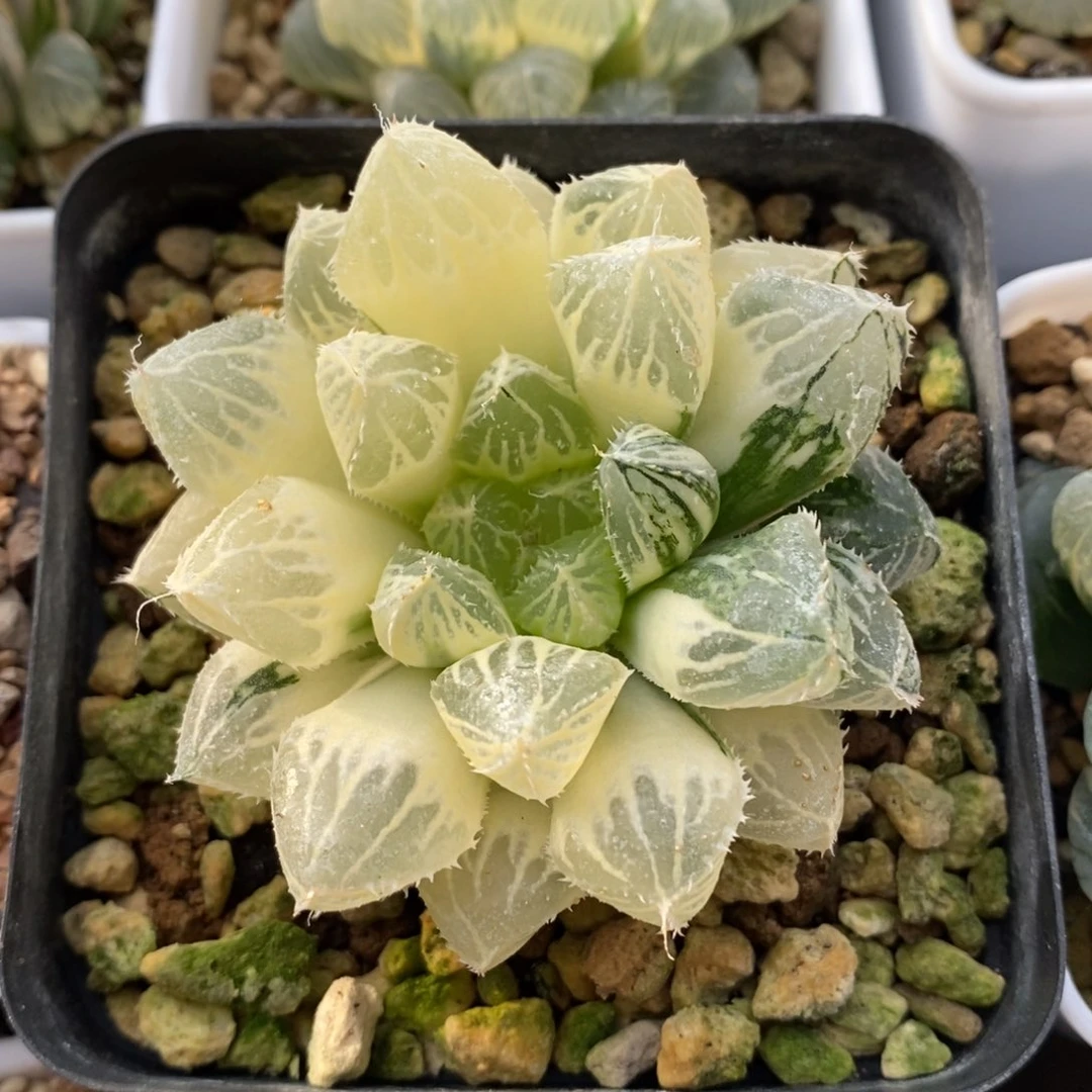 一颗实生大叶楼兰锦 新年新粉福利