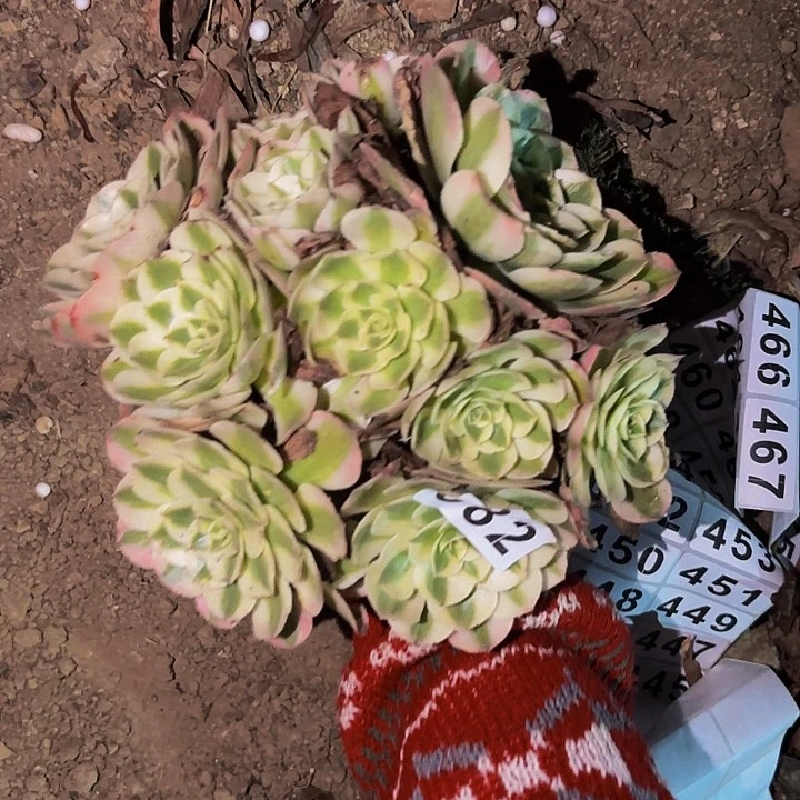382荔枝多肉植物不售后