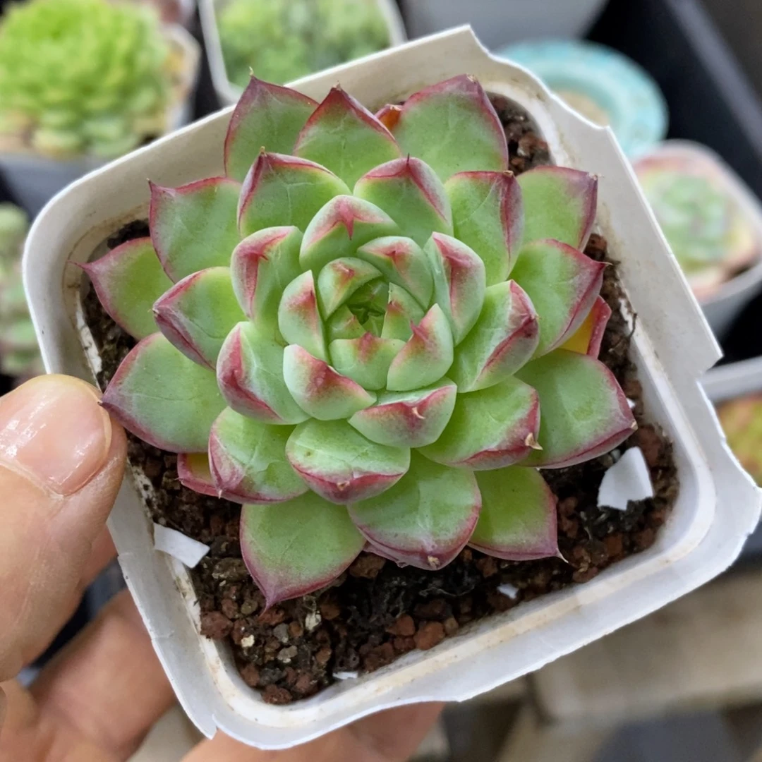 精品多肉一物一拍不包整43