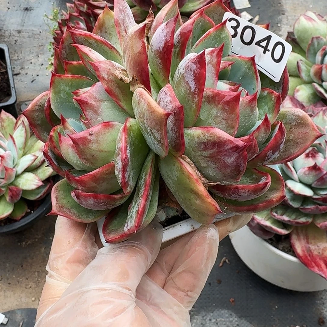 惊鸿仙子 3040......