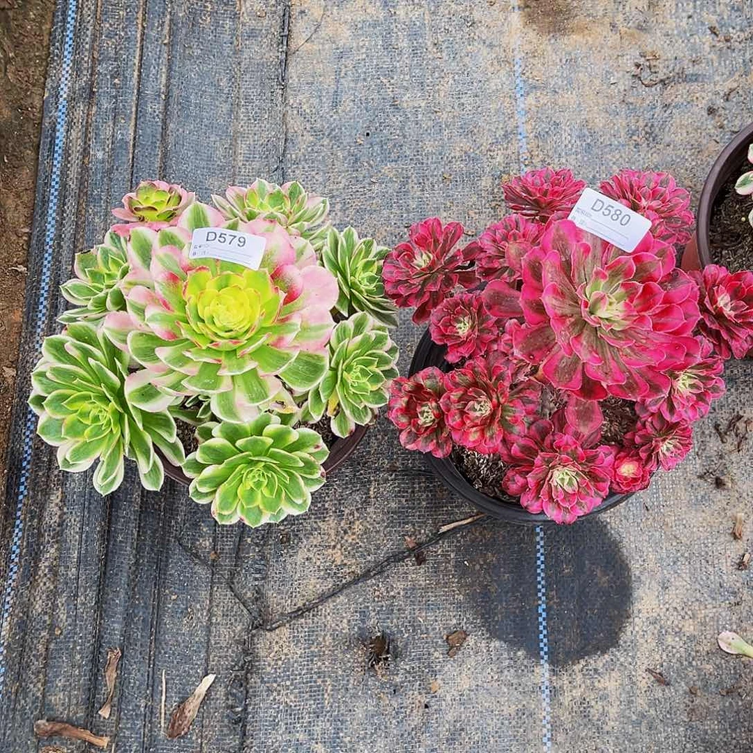 多肉植物579580两颗