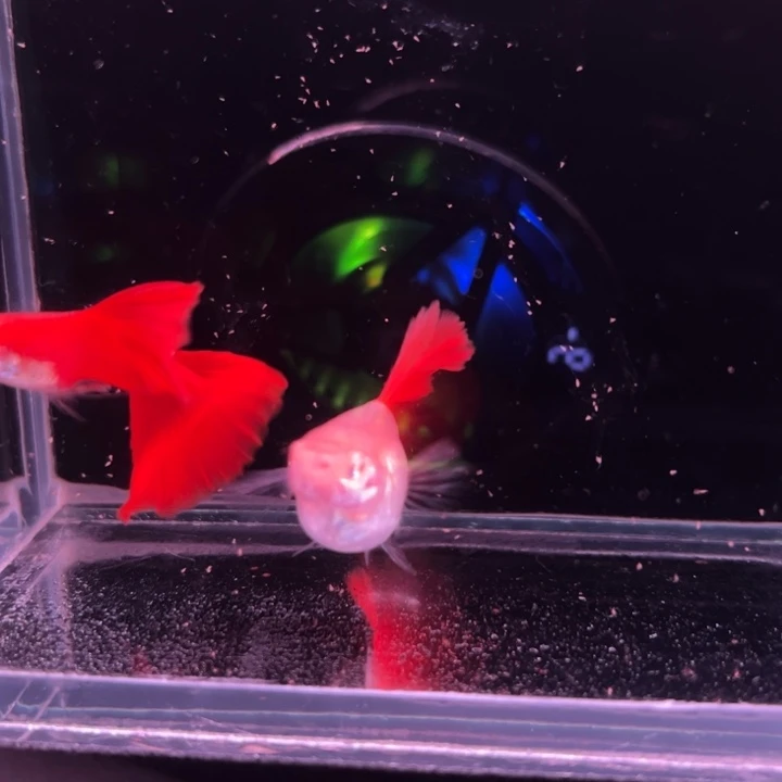 孔雀鱼红玫瑰种鱼1对