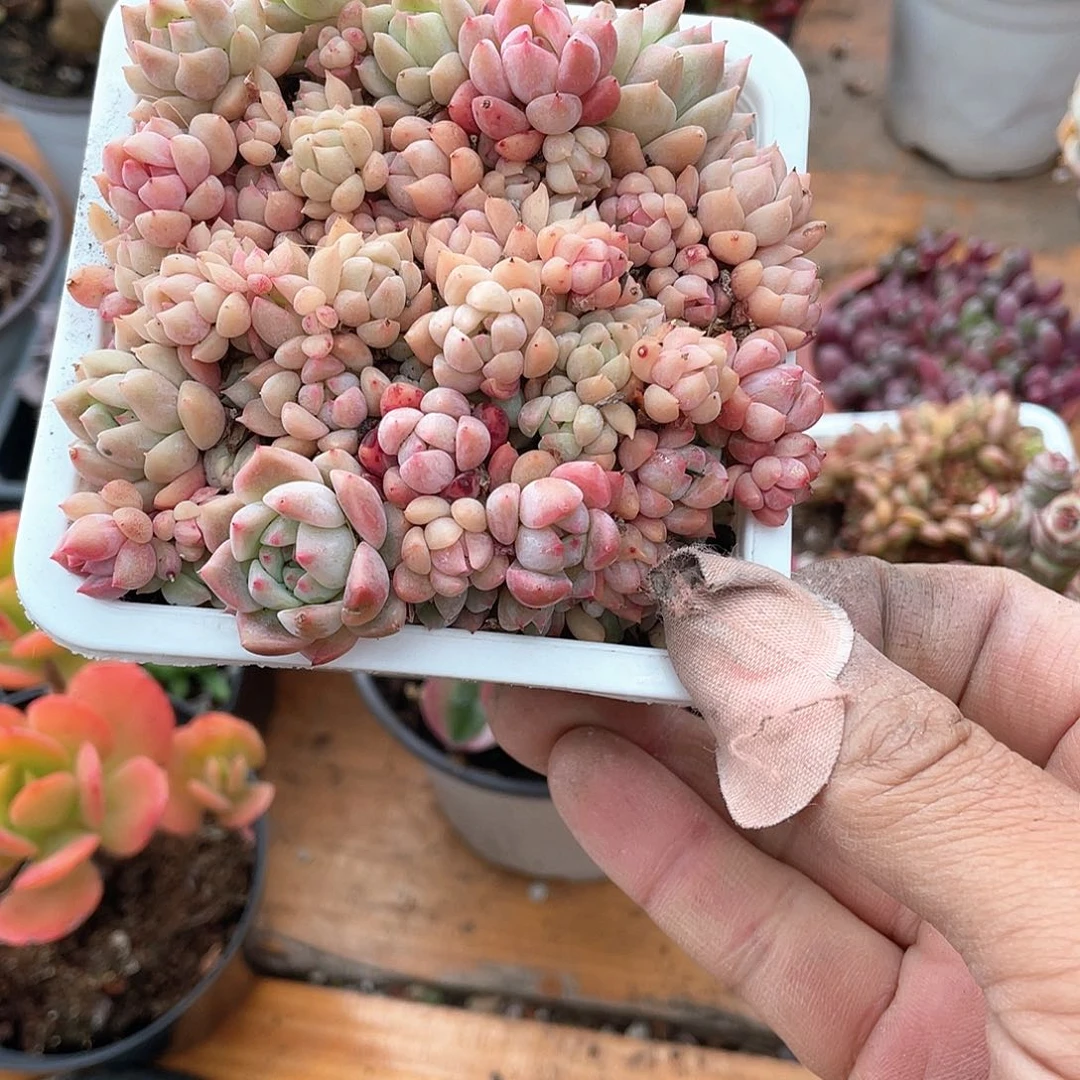 老***猫霜花多肉带盆发货多肉带盆