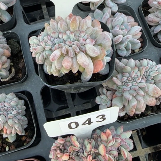 42橙梦露缀多肉植物大