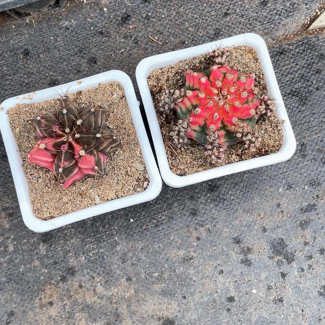 烟***雨米哈仙人球加肋骨牡丹锦