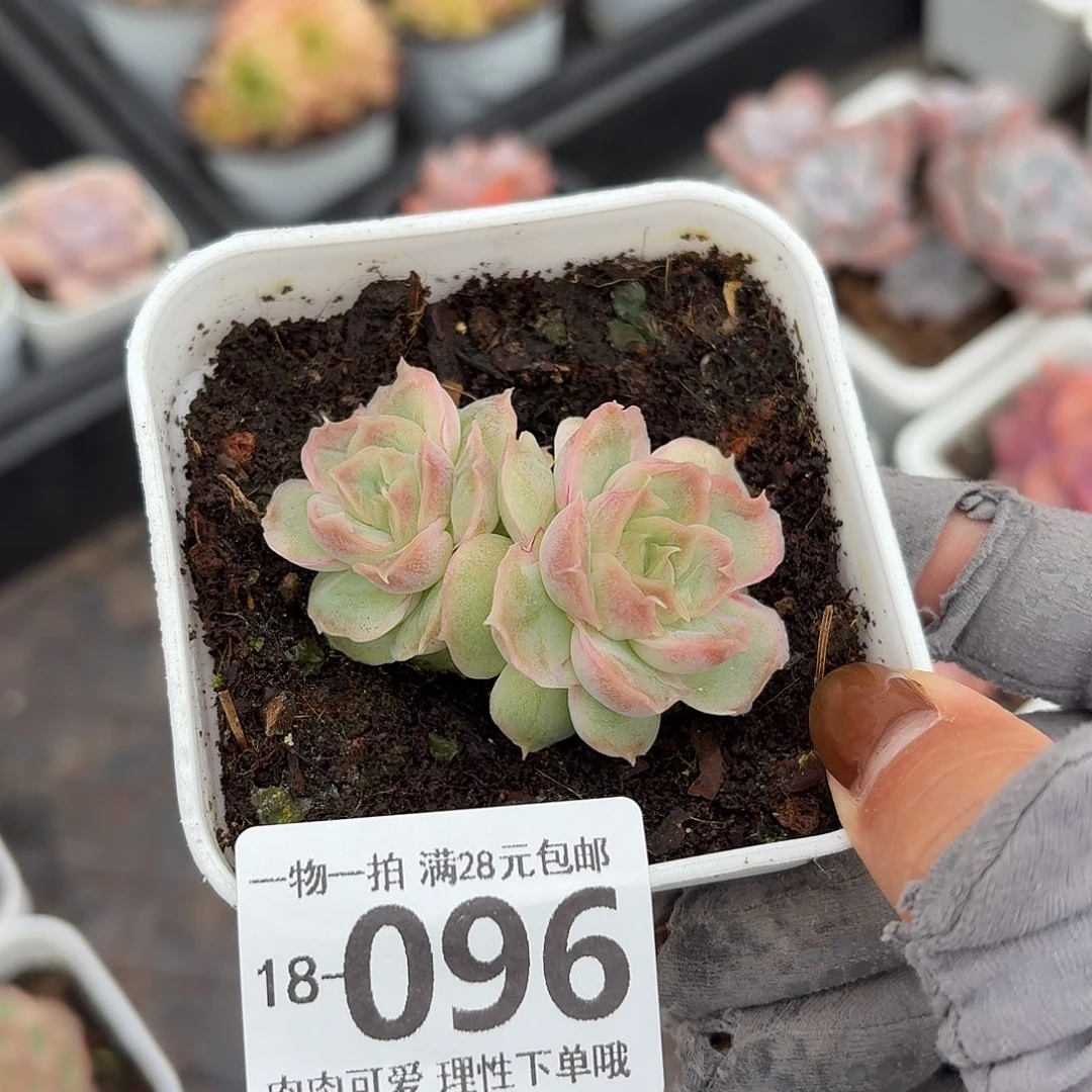 水晶虾饺无盆土发货无