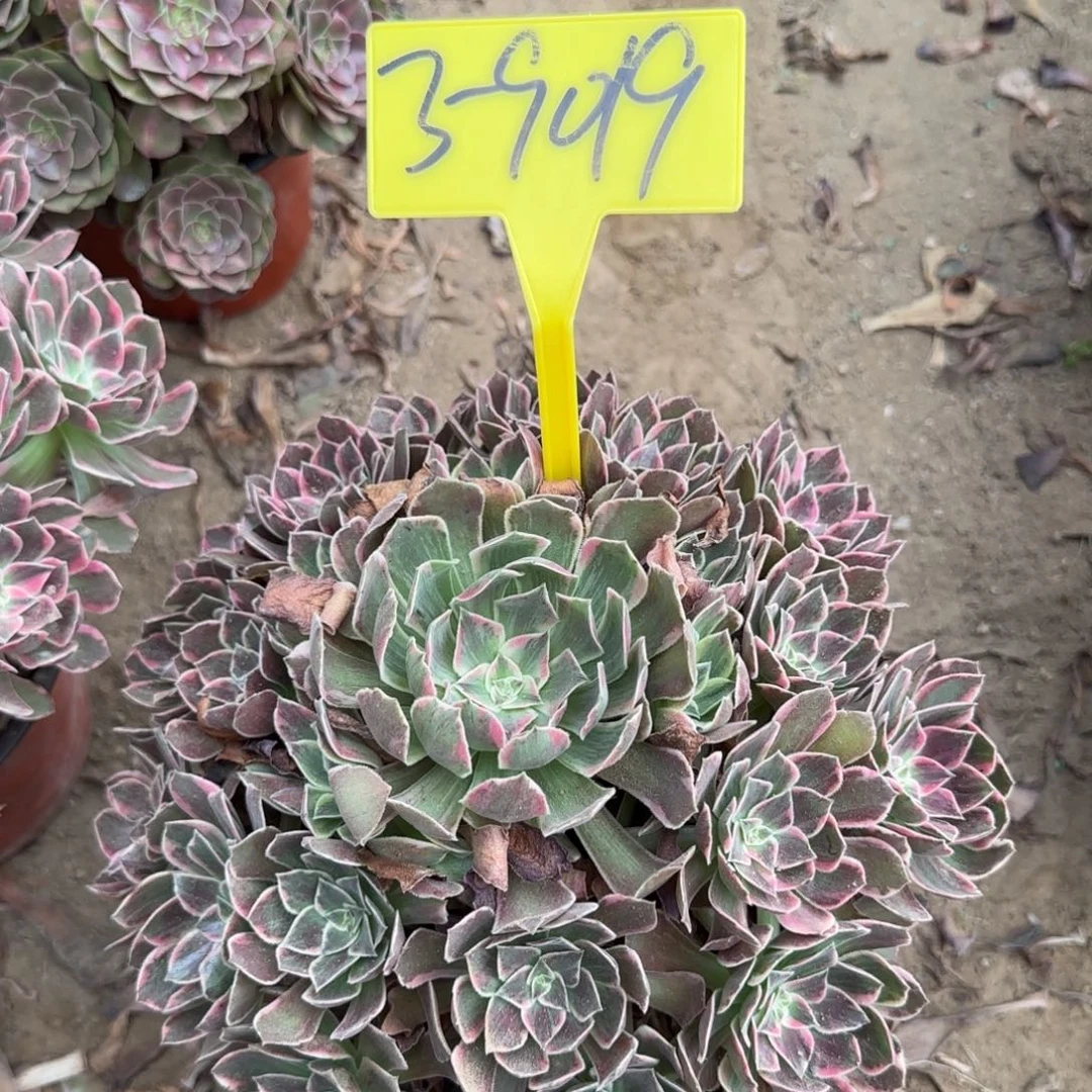 3-9019---多头多肉植物浣纱