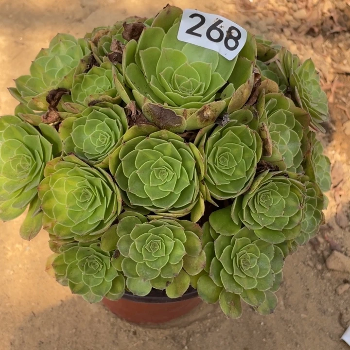无花朵268多肉植物抹茶