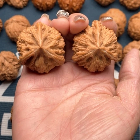 橄榄核手串/手链一*橙文山三棱御龙粗筋