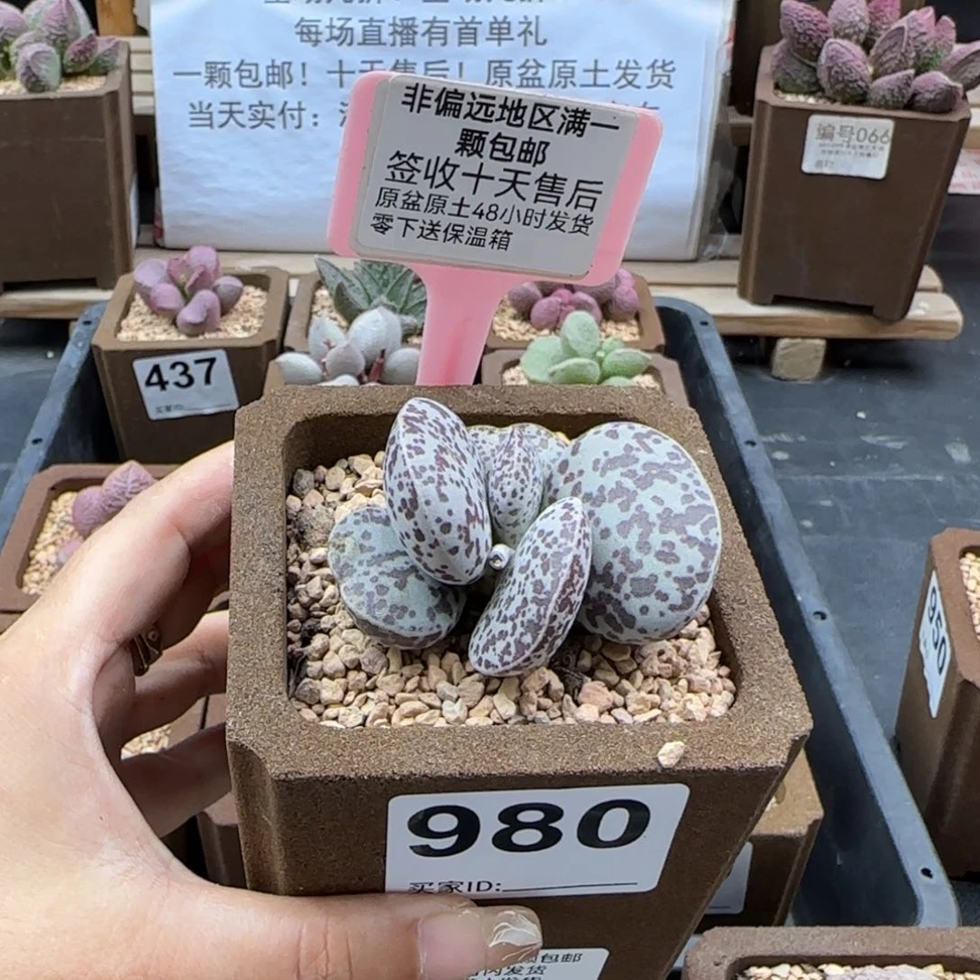 980巨型花旦多肉植物
