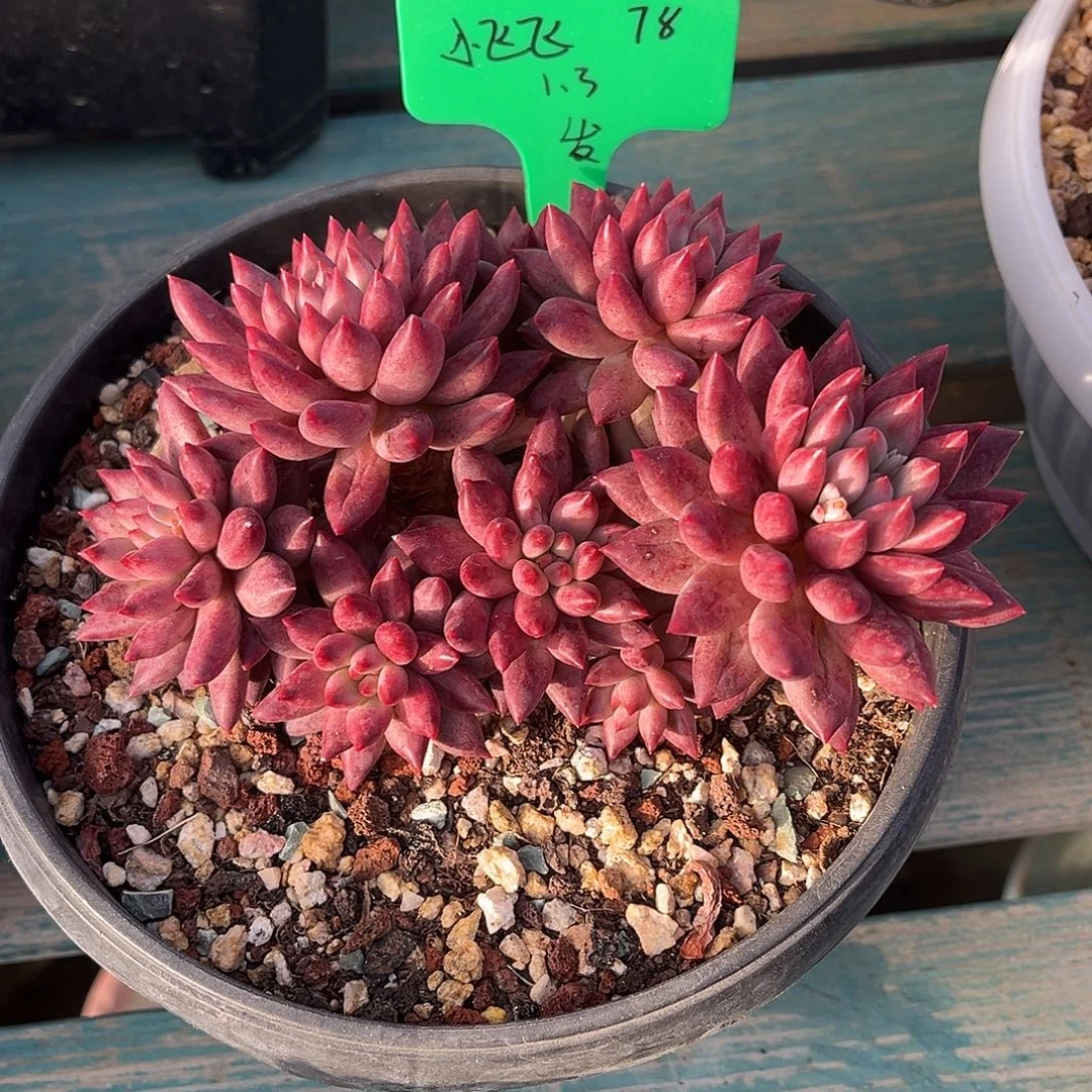 一物一拍多肉植物