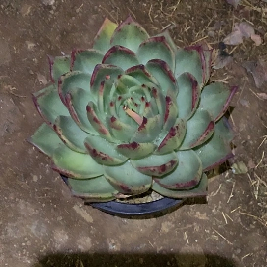 仙*草特价活动开始啦