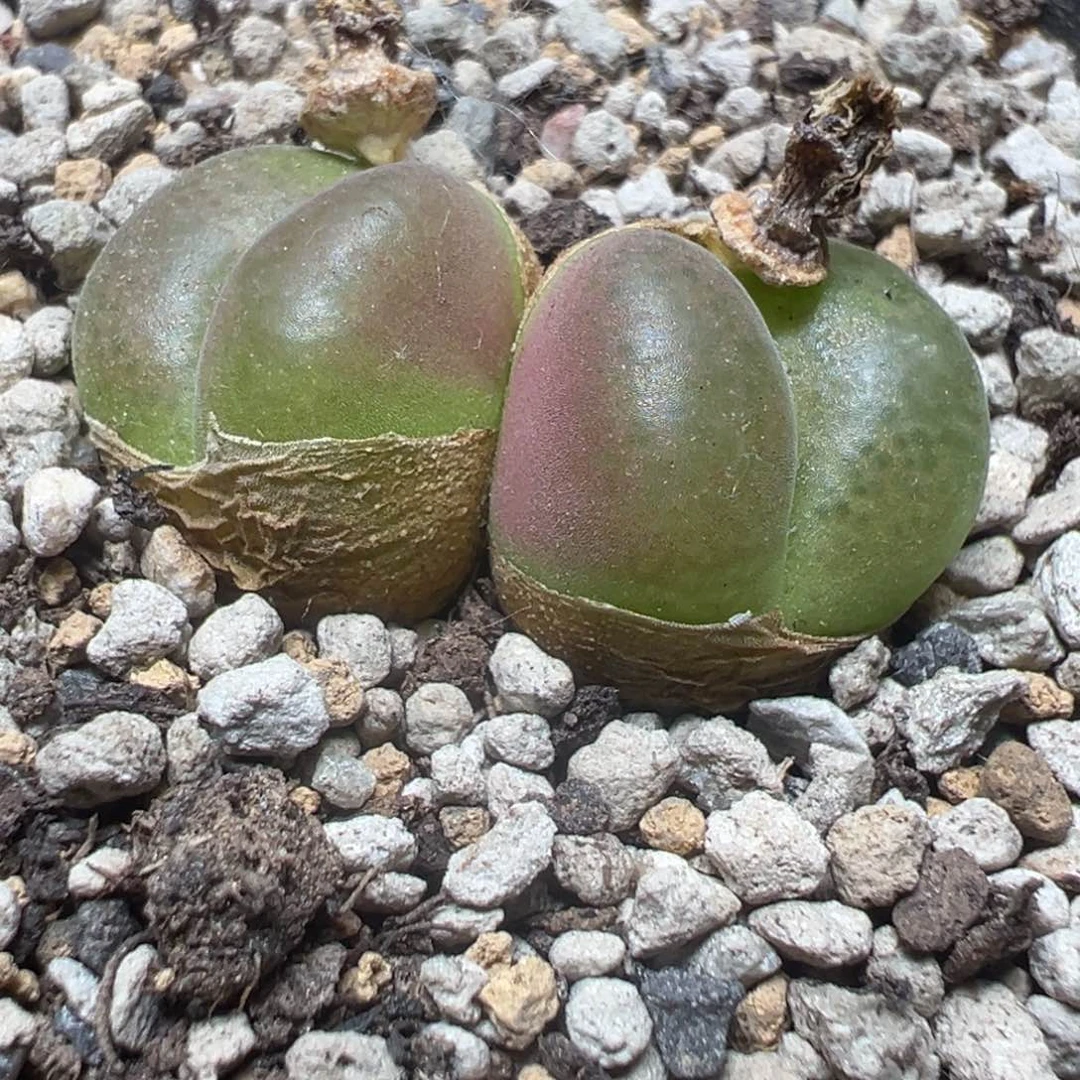 【闪购商品】 611。