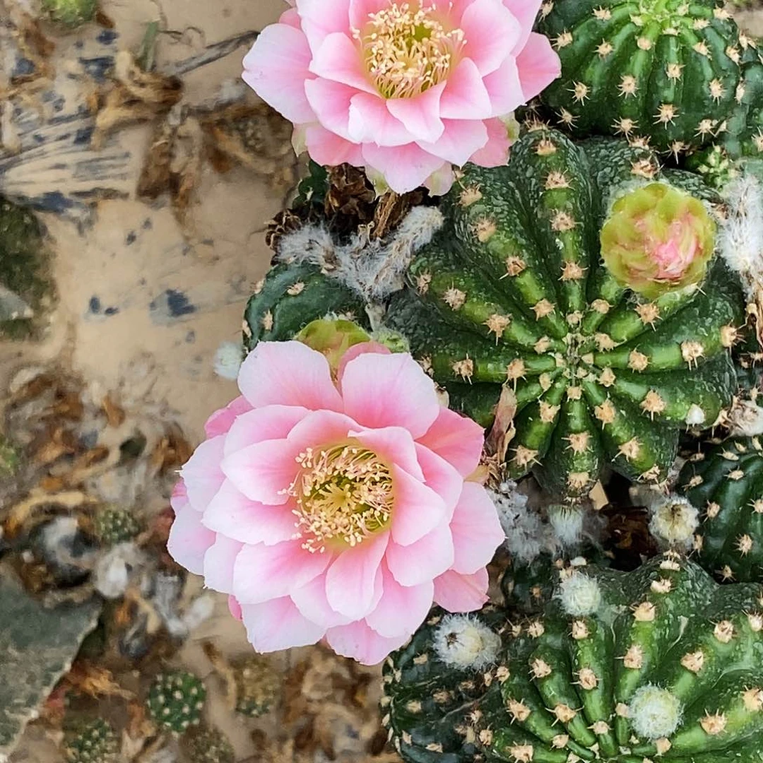 丽 0711侧芽歪20包邮/4公分