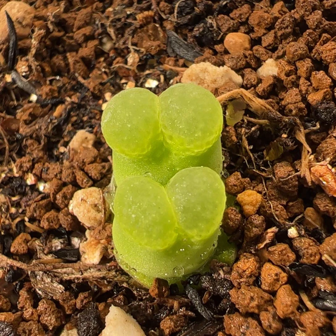 115多肉植物百科