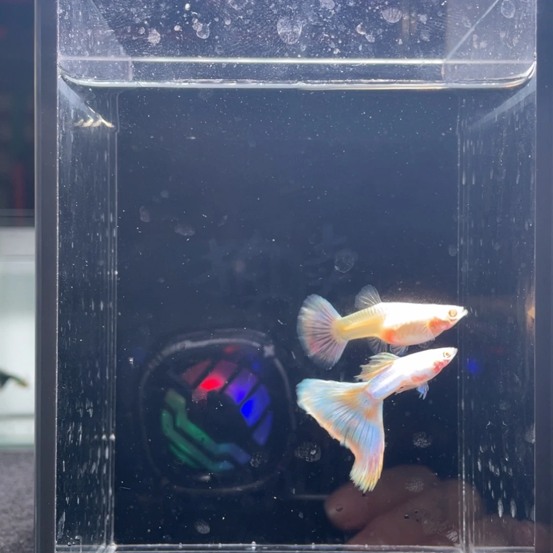 孔雀鱼极光幻彩一对