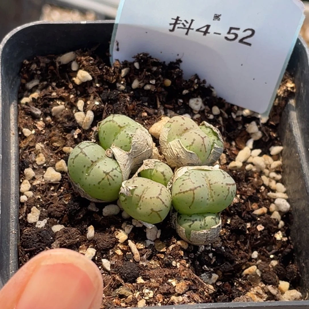 历***师4-52肉锥多肉植物