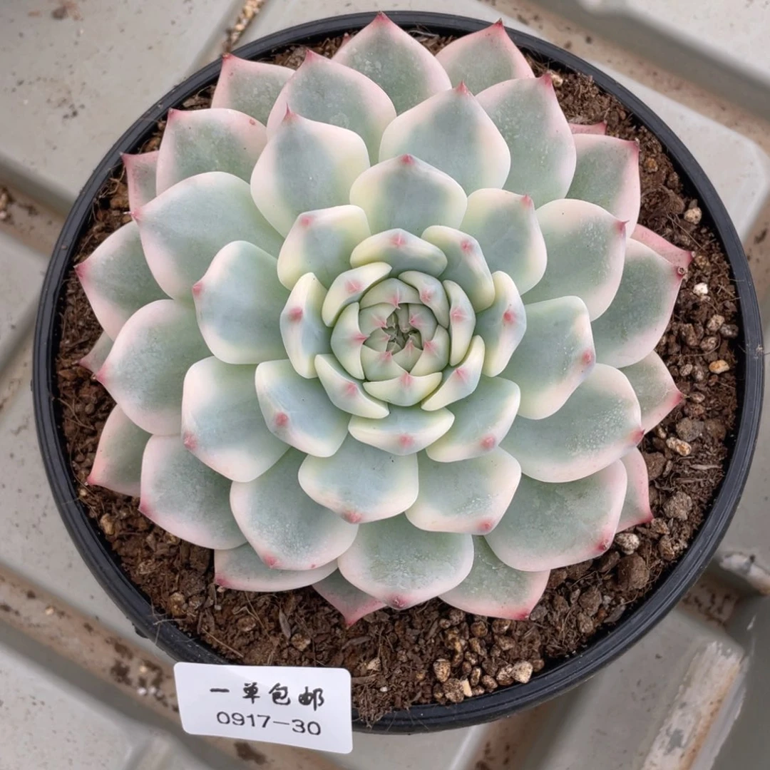 0917-30-吉娃娃锦。。，。。