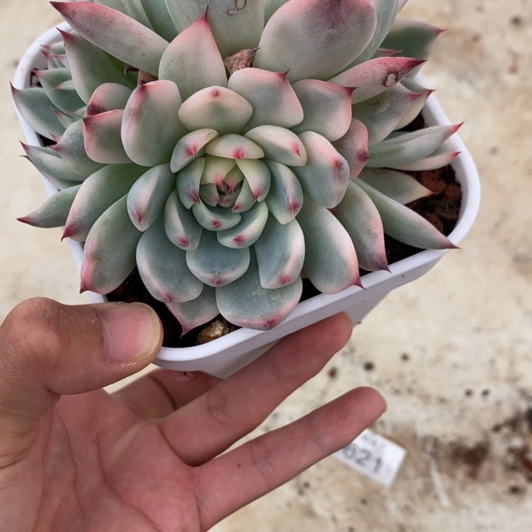 吉娃娃锦多肉植物9873