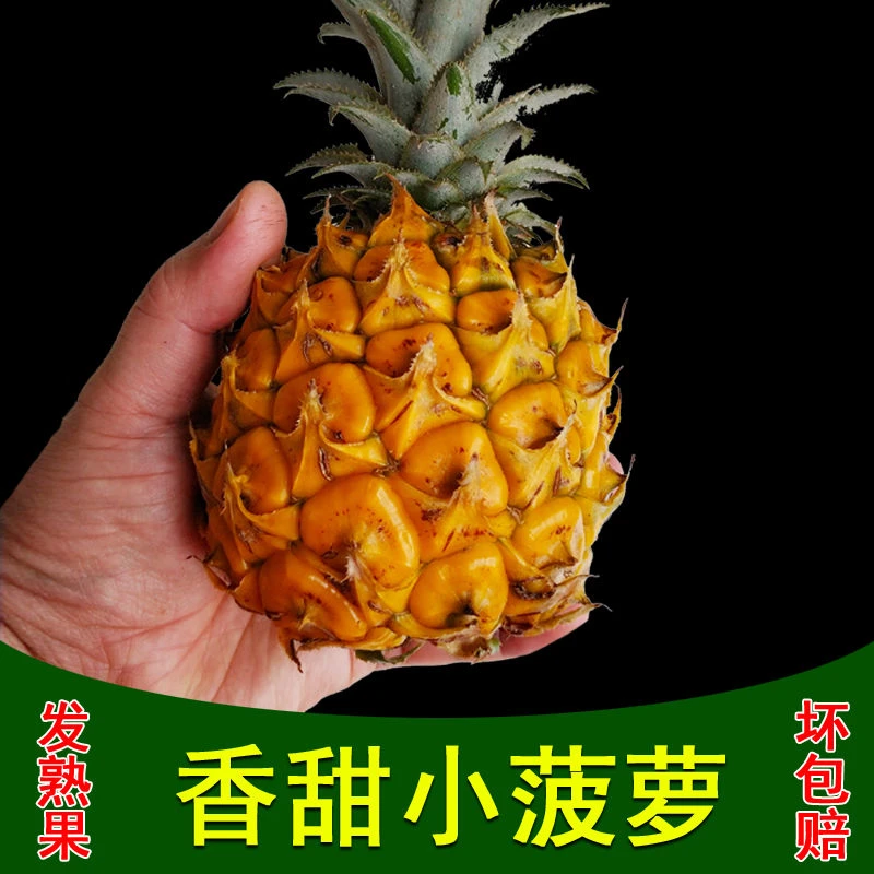 云南香水菠萝顺丰快递当季水果树熟果孕妇水果