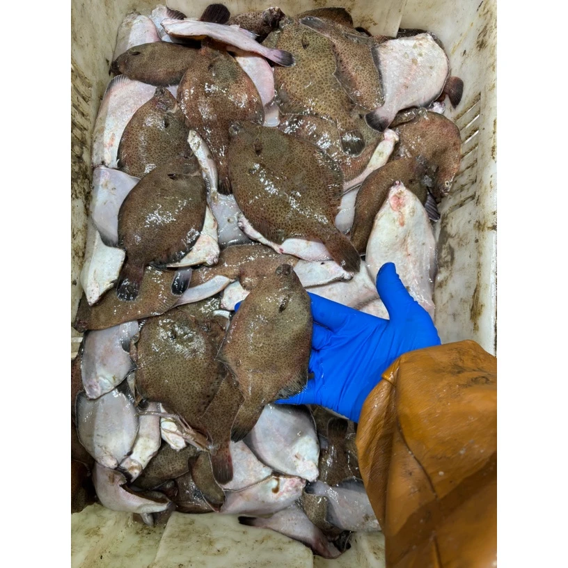 （老孙头）鼓眼鱼4斤，大小不一易掉皮 ，顺丰包邮