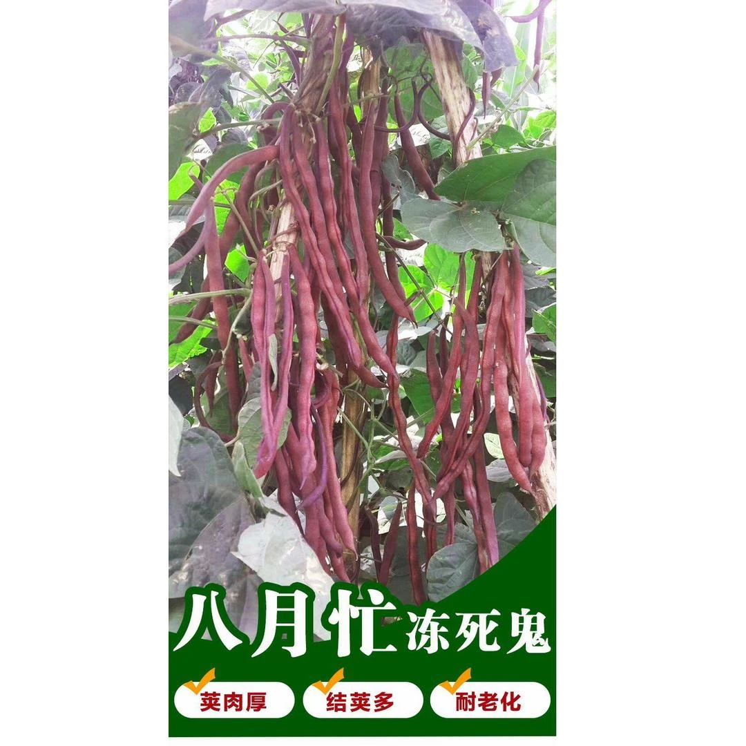 【满5包包邮】八月忙冻死鬼豆角种子蔬菜种子