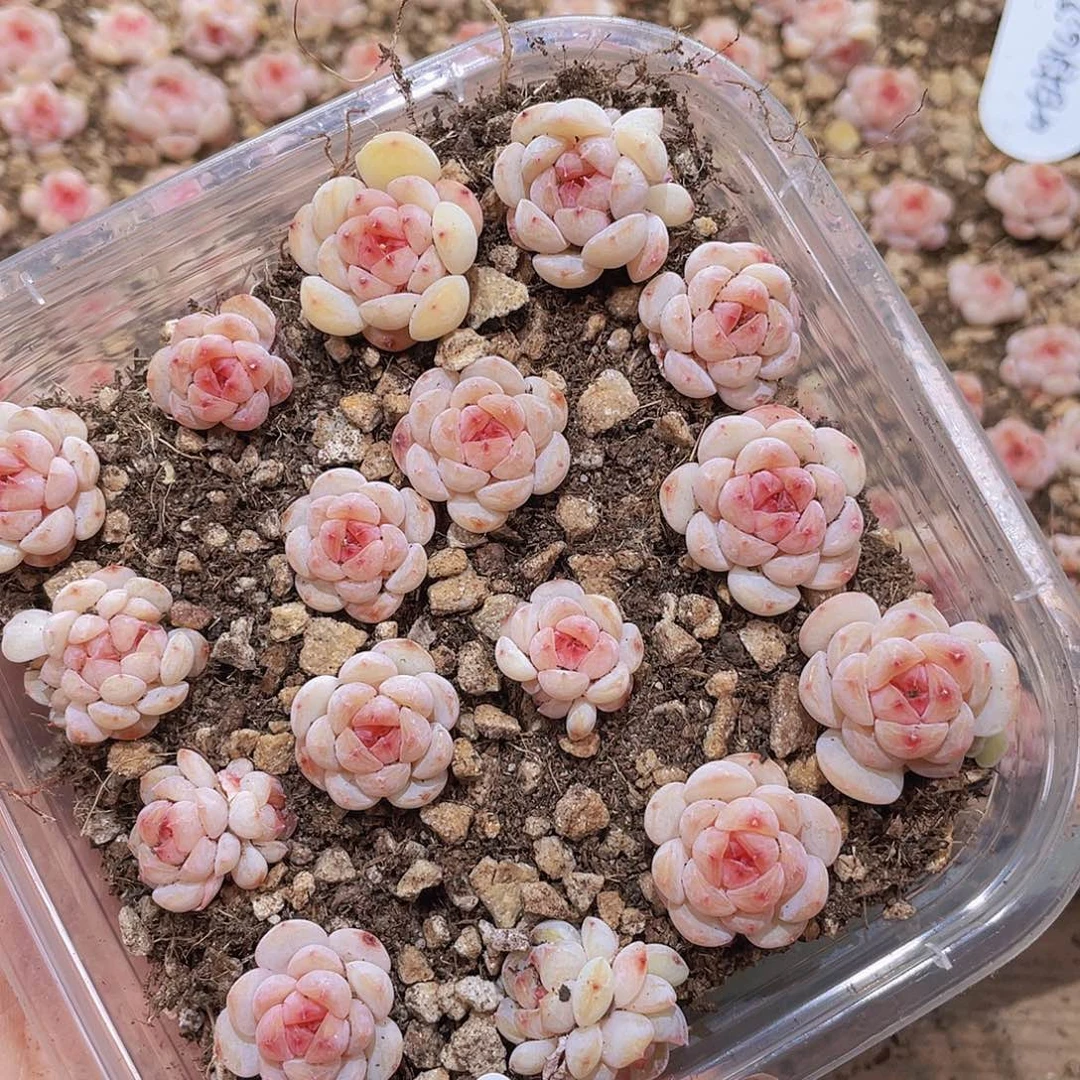 248 白桃汽水优定向量拍