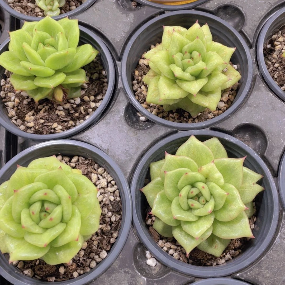 1263号 蔷薇玛利亚锦金果玛利亚锦一个