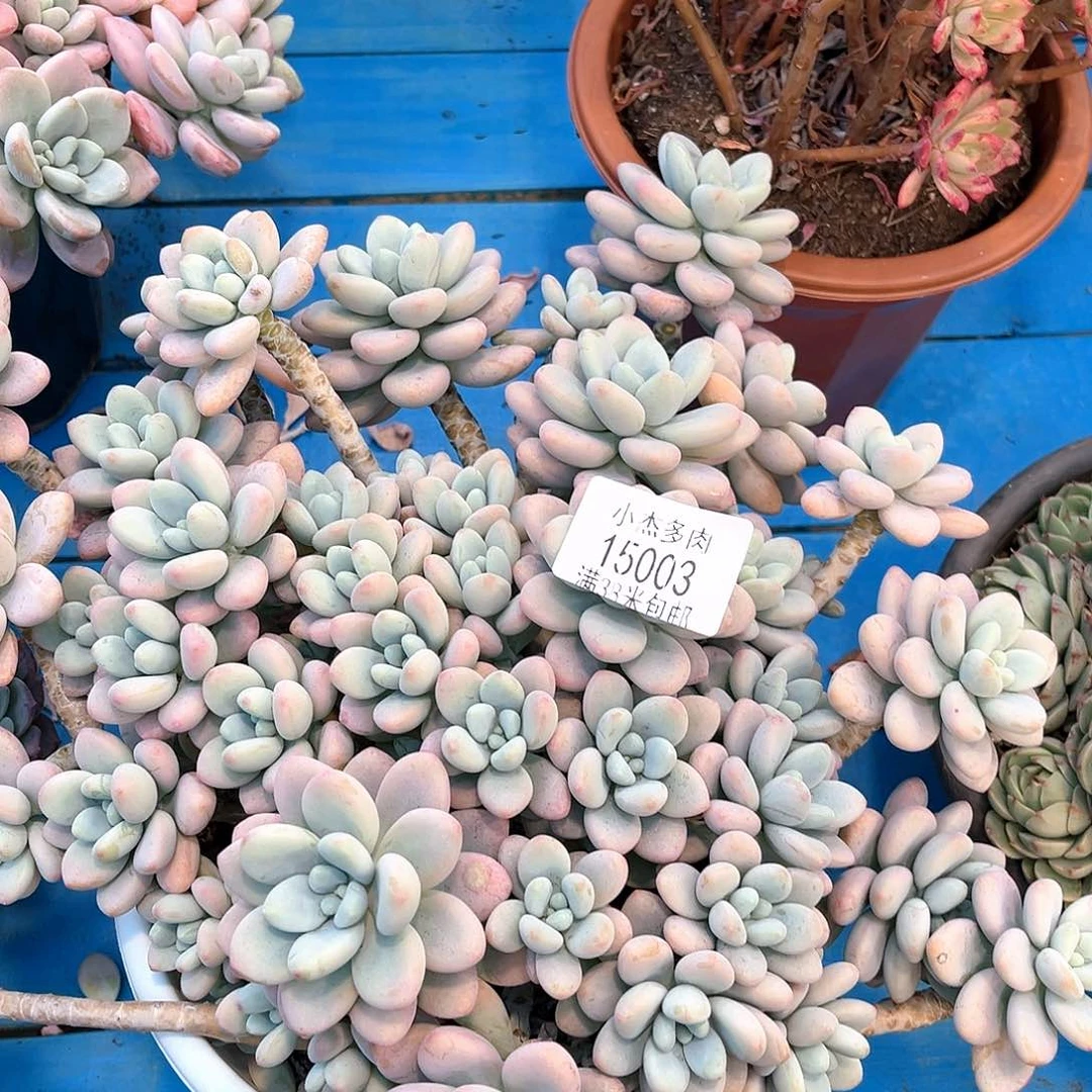 小杰白路粉15003