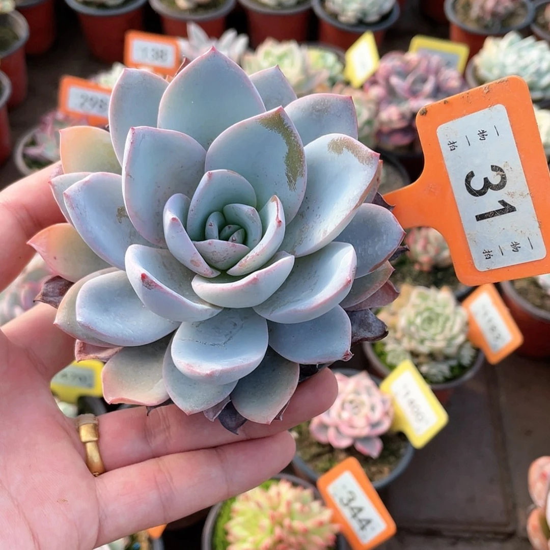 【闪购商品】31号的