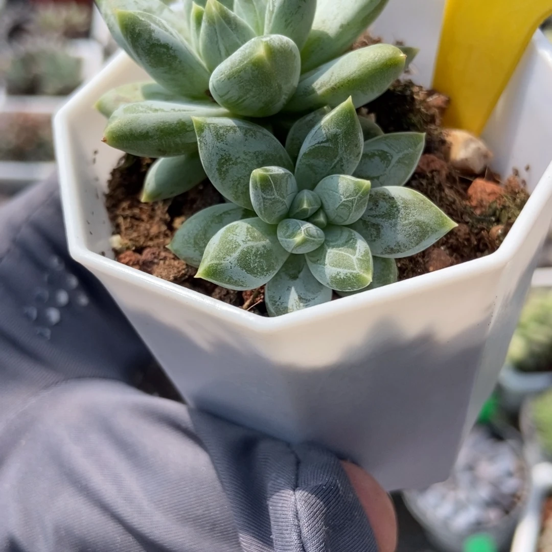 847伊丽莎白多肉植物