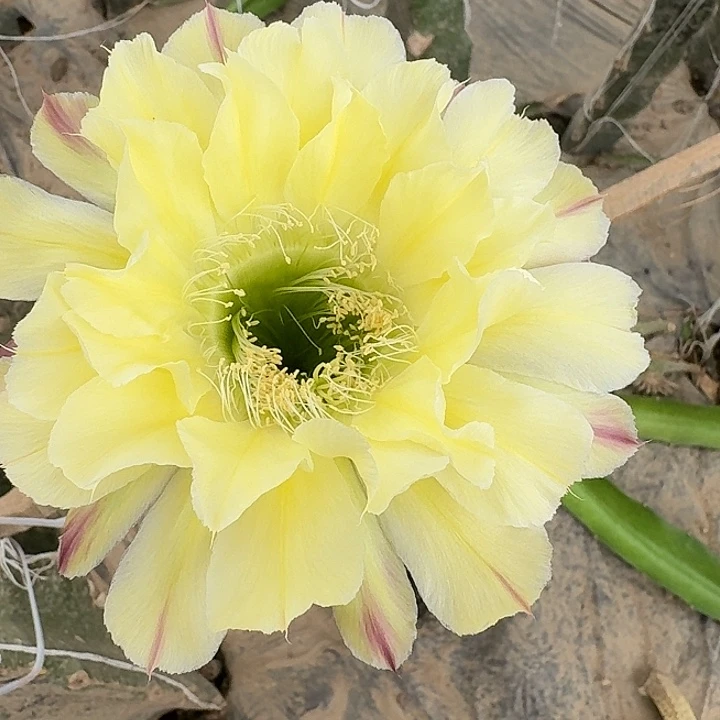 绿可可侧芽4公分彩草