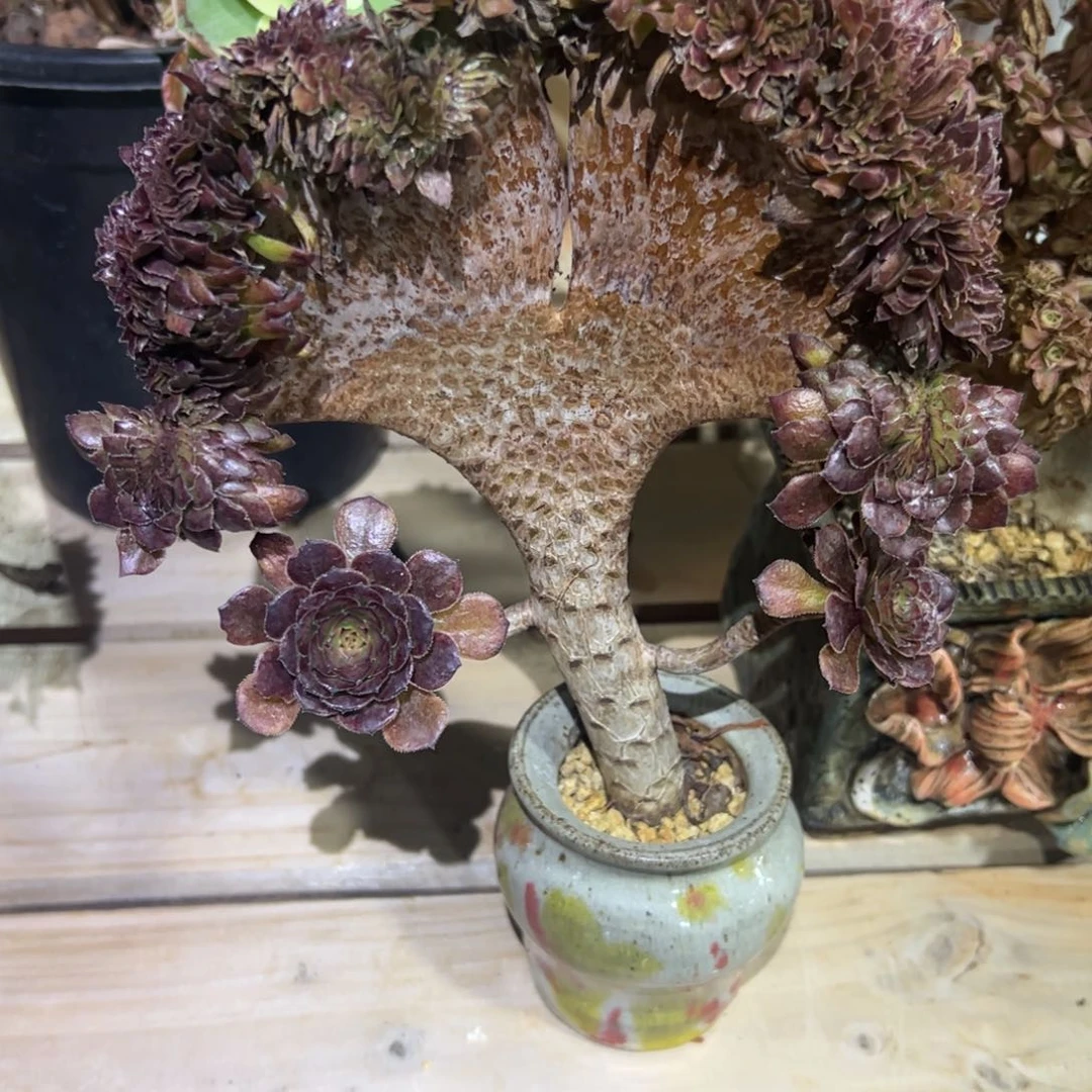 不知名老桩厚厚板