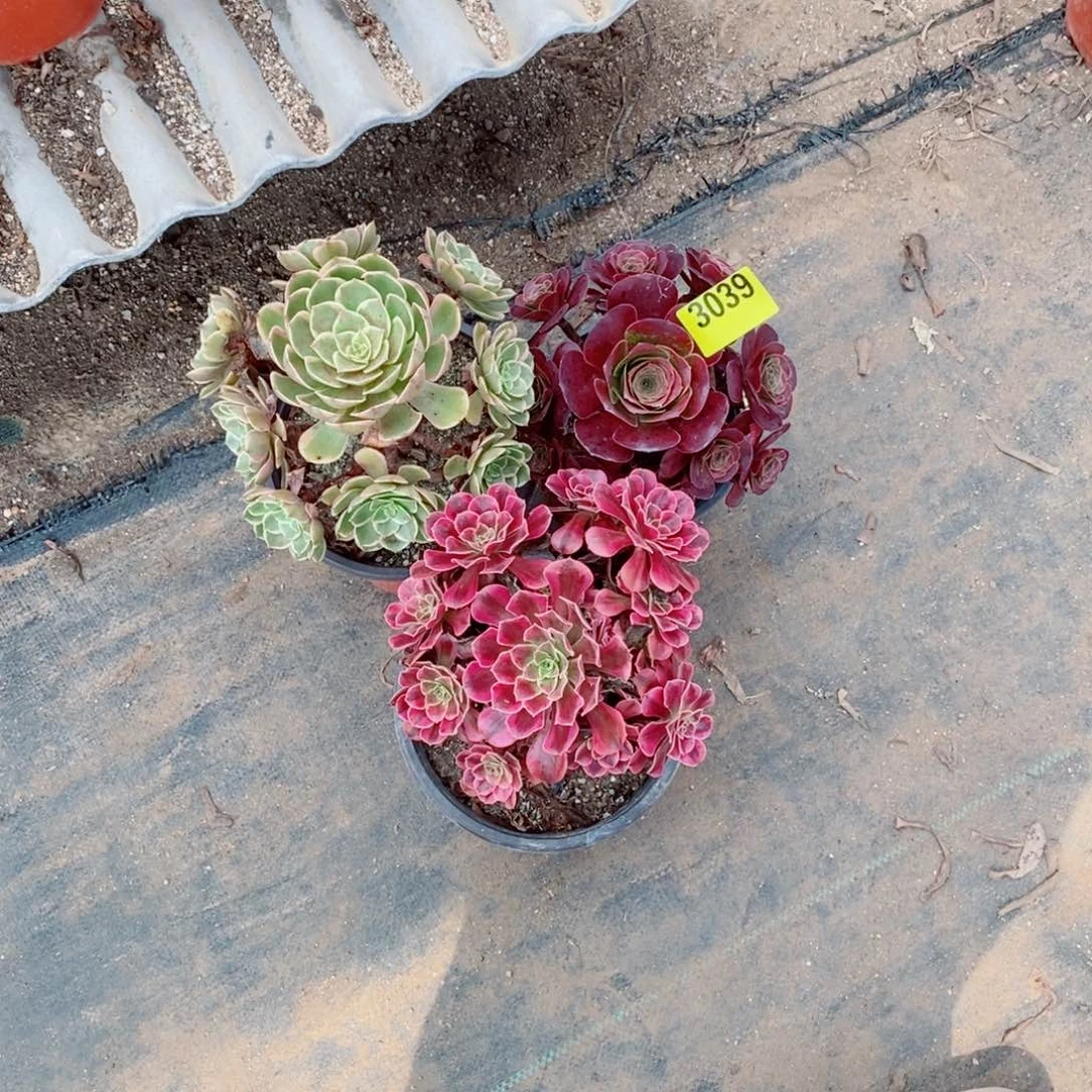 福***乐组合三颗多肉法师媚金3039