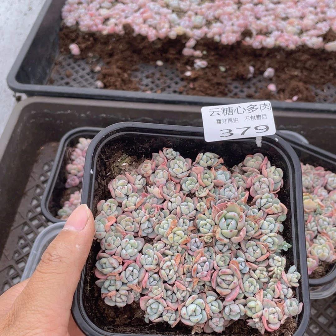 云糖心多肉植物379