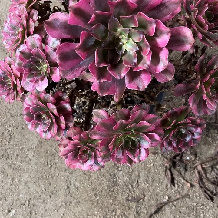 迷***仙多肉植物粉体美肌锦……