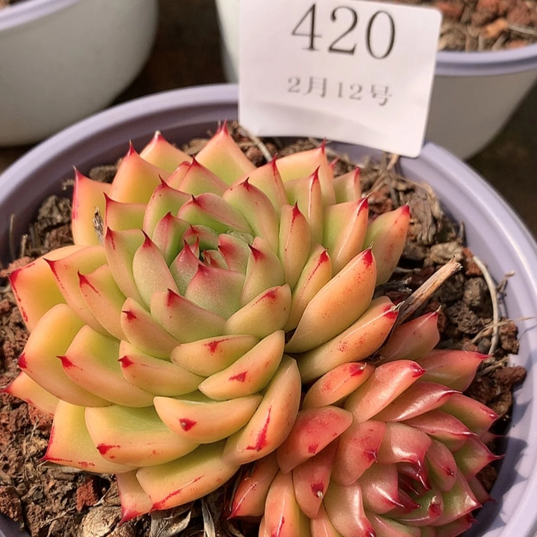 【闪购商品】云420