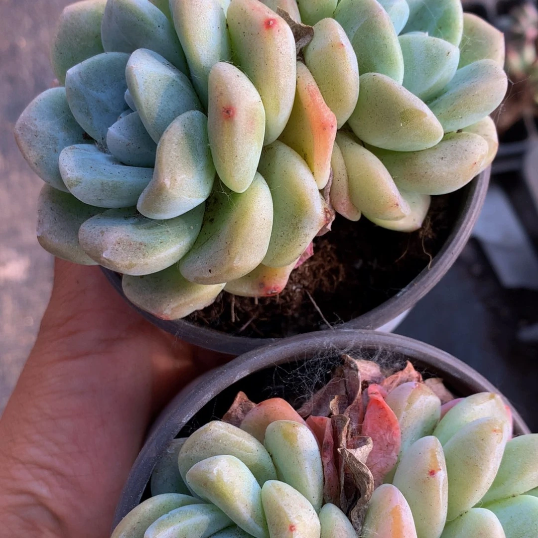 冰玉双头。2颗。包邮