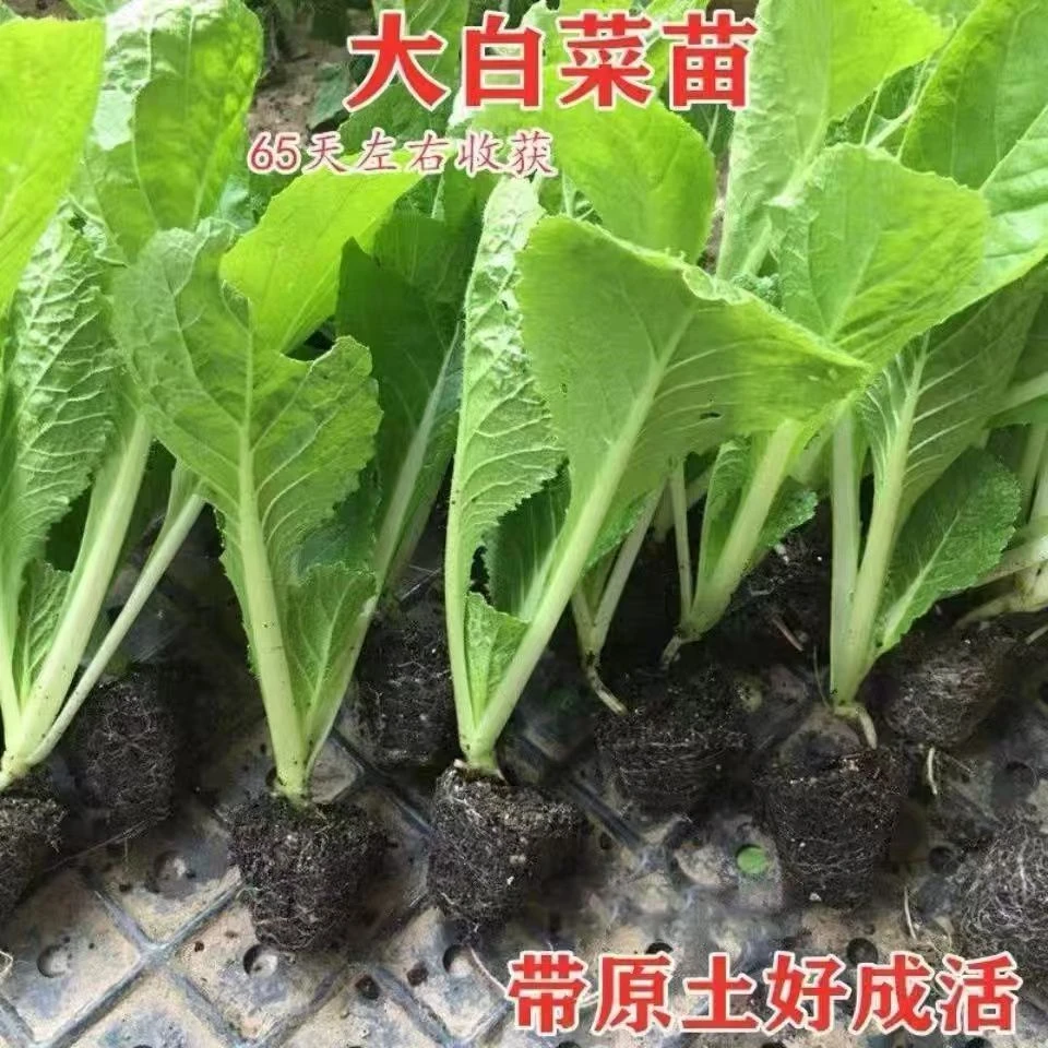新鲜四季大白菜新鲜带土易中耐热高产大白菜秧苗