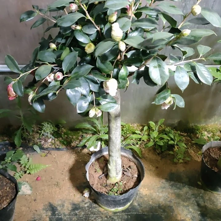 127五品，原盆原土发货，