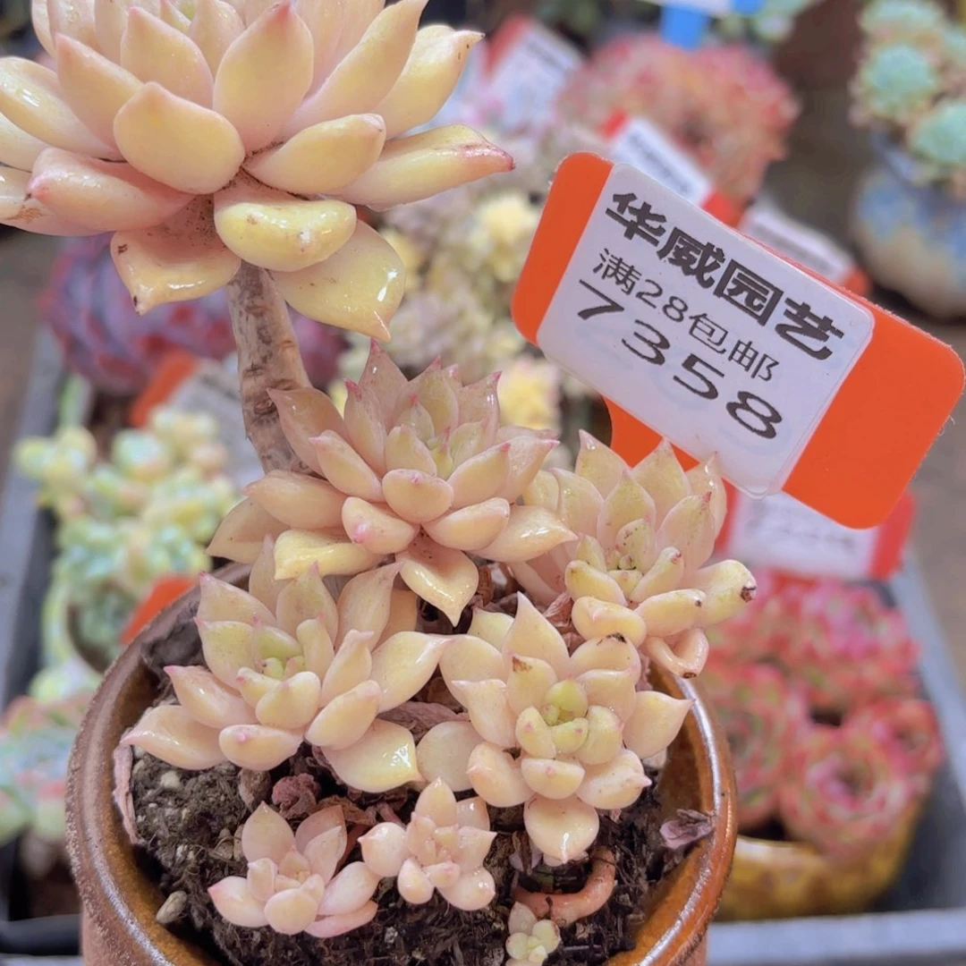 7358（28包邮黄金璀璨）