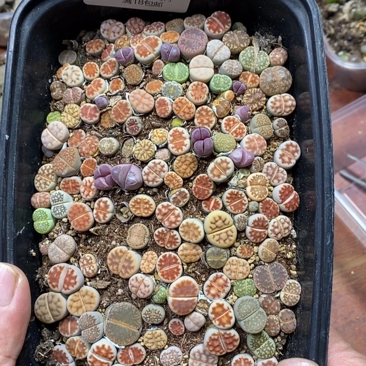 多肉蛋炒饭，感谢您相伴680