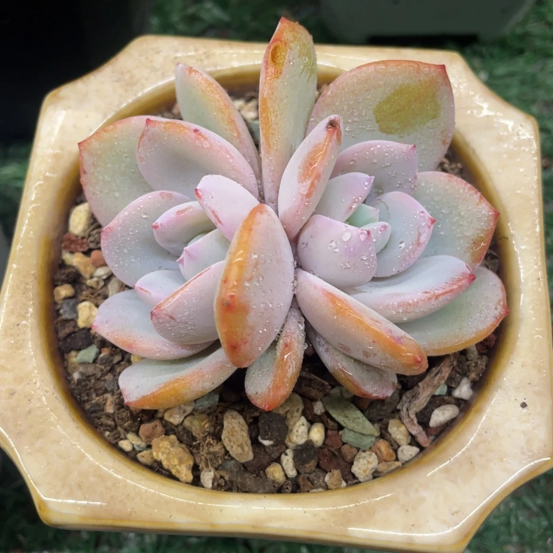 奶茶一物一拍28包邮非偏远